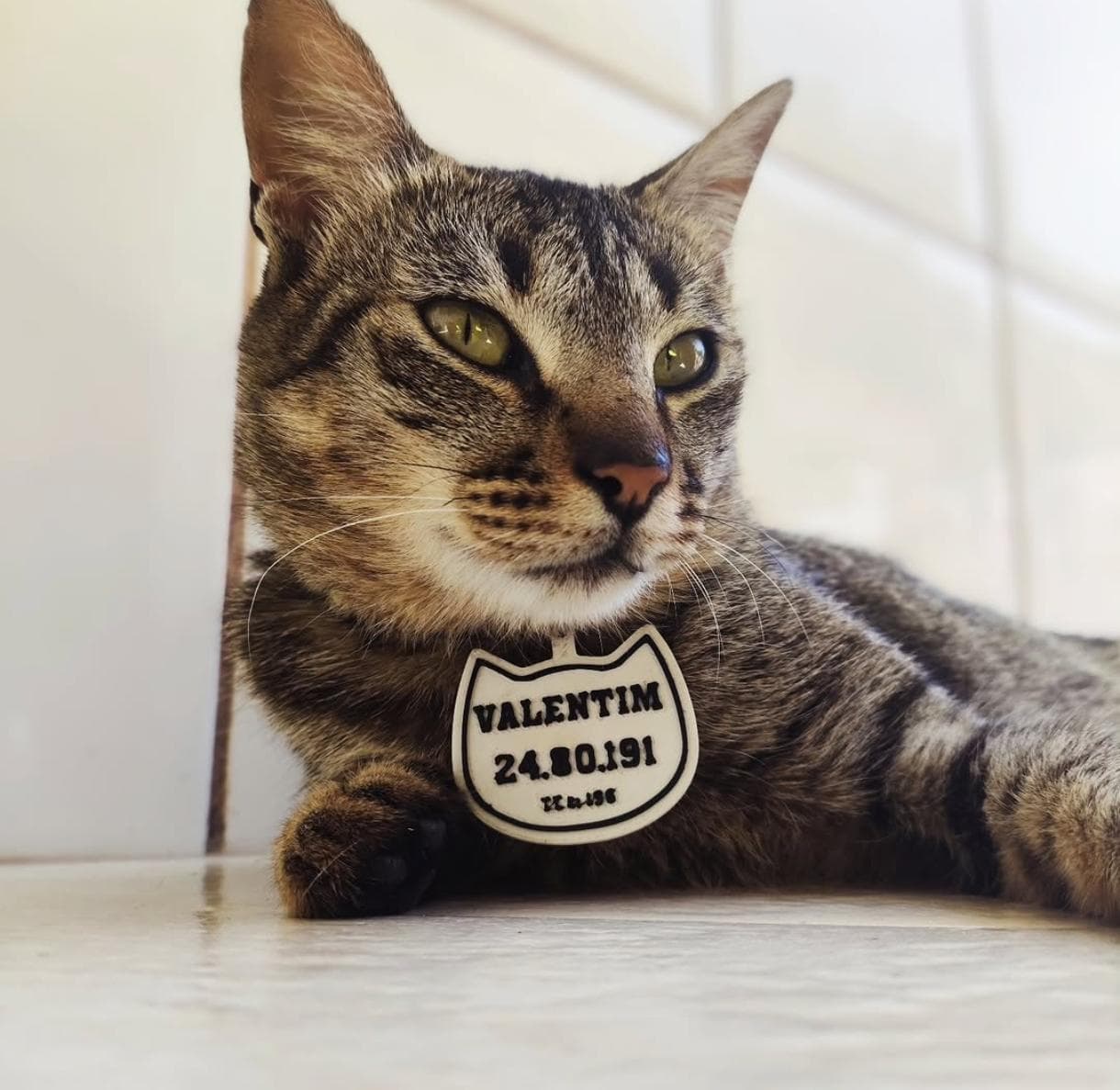 Gato malhado com plaquinha branca em formato de cabeça de gato na coleira.